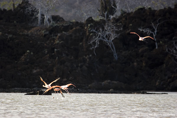 Flamingos