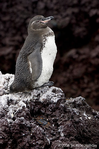 Galapagos Penguin