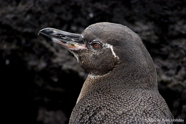 Galapagos Penguin