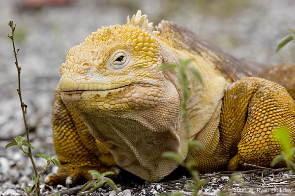 Land Iguana