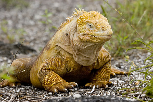 Land Iguana