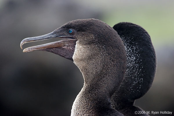 Flightless Cormorants