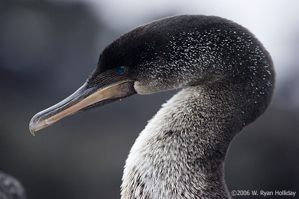 Flightless Cormorants