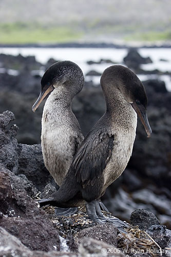 Flightless Cormorants