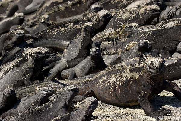 Marine Iguanas