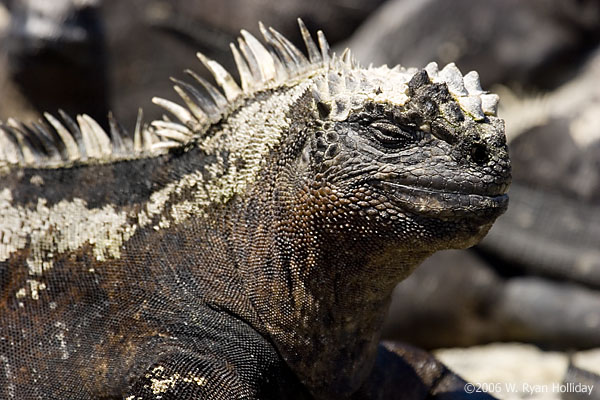 Marine Iguana