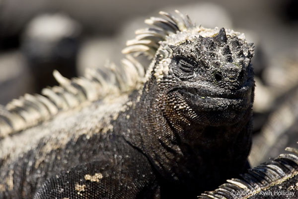 Marine Iguana