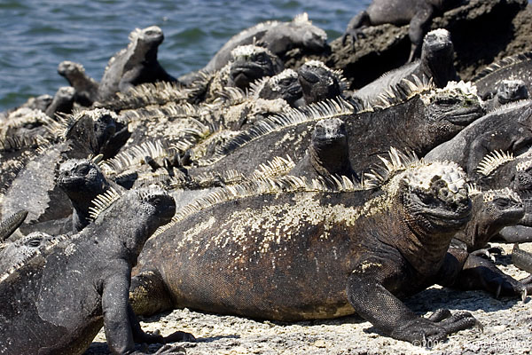 Marine Iguanas