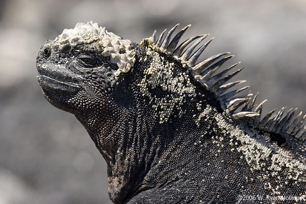 Marine Iguana