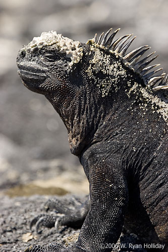 Marine Iguana