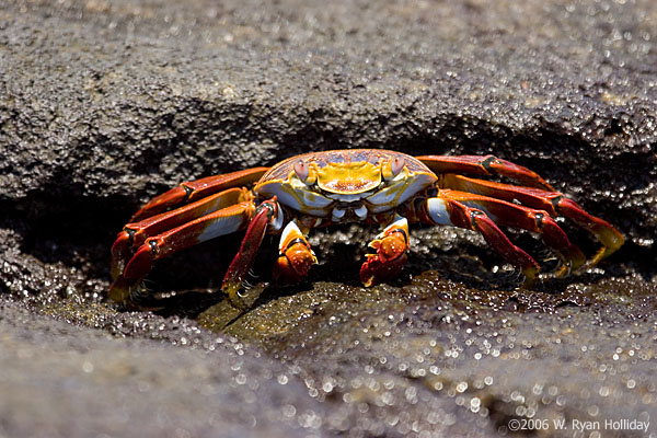 Sally Lightfoot Crab