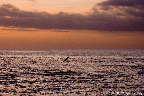 Dolphin in Galapagos