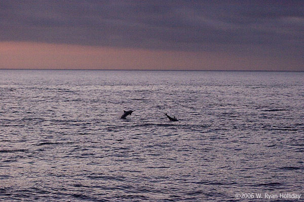 Common Dolphins