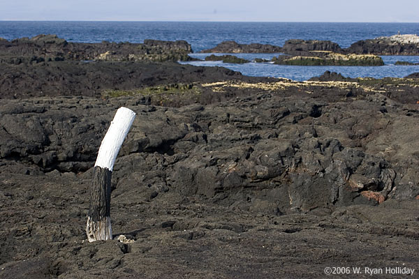 Fur Seal Grotto