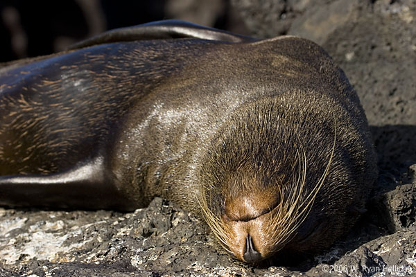 Fur Seal