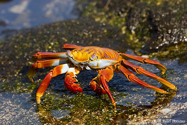 Sally Lightfoot Crab on Santiago Island