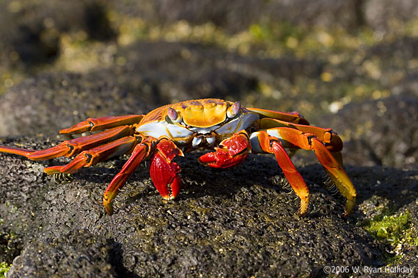 Sally Lightfoot Crab