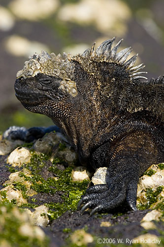 Marine Iguana