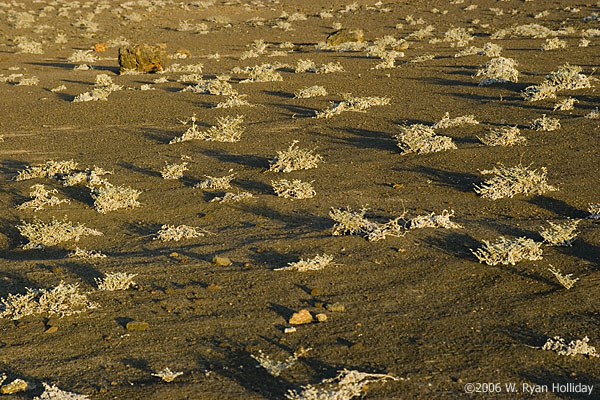 Bartolome Landscape