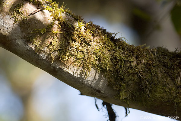 Tree Detail