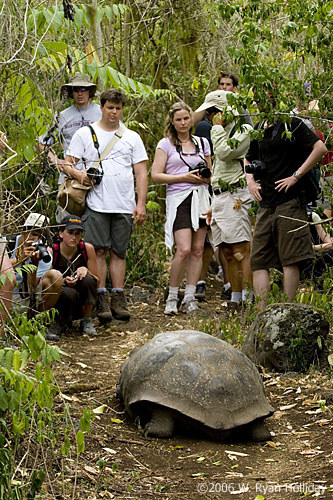 Giant Tortoise and Onlookers