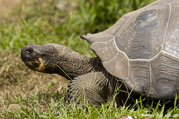 Giant Tortoise