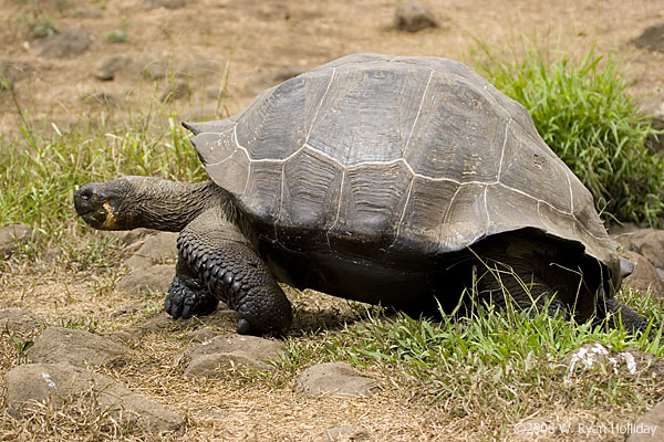 Giant Tortoise