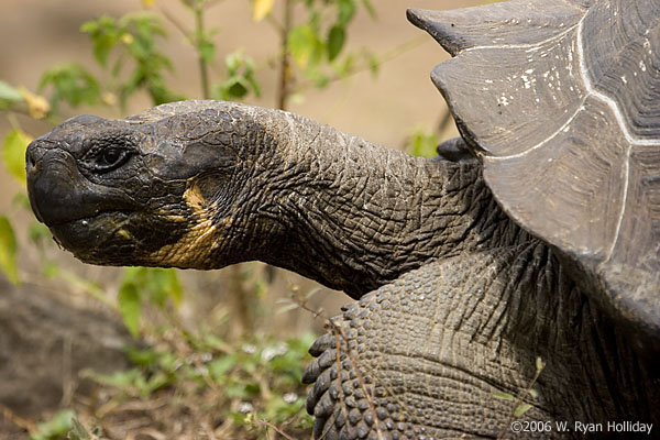 Giant Tortoise