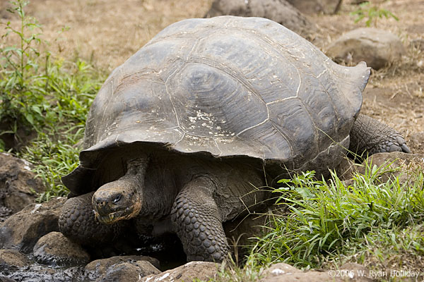 Giant Tortoise