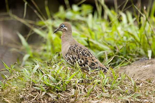 Galapagos Dove