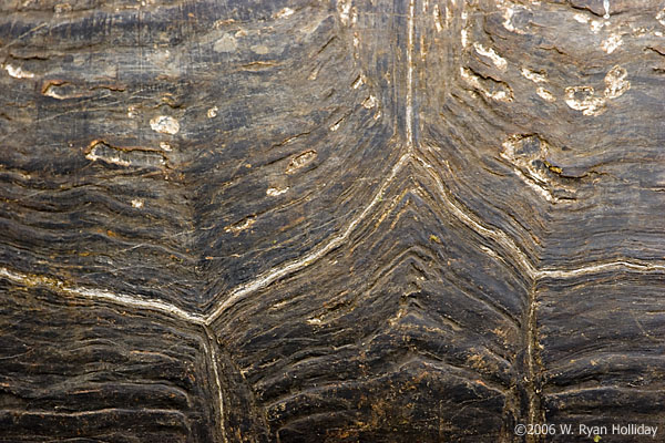 Giant Tortoise Shell