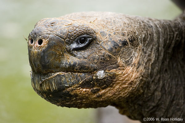 Giant Tortoise