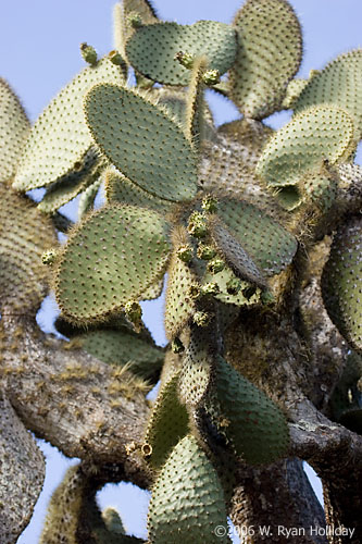 Prickly Pear Cactus