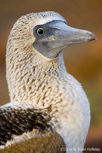 Blue-Footed Boobie on North Seymour Island