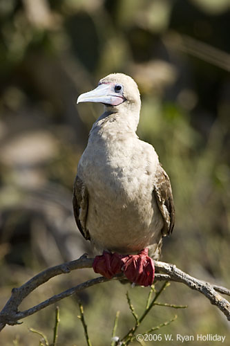Red-Footed Boobie