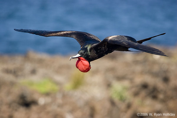 The Great Frigatebird