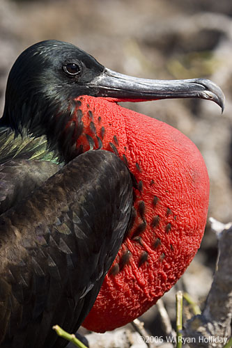 Great Frigate Bird on Genovesa Island
