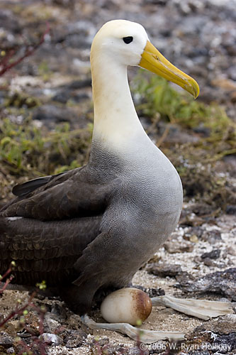 Waved Albatross on Nest
