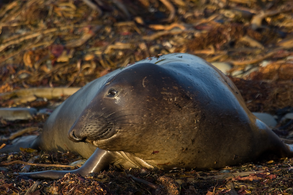 Elephant Seal