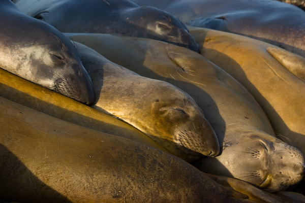 Elephant Seals