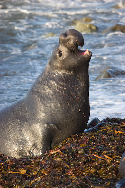 Elephant Seal