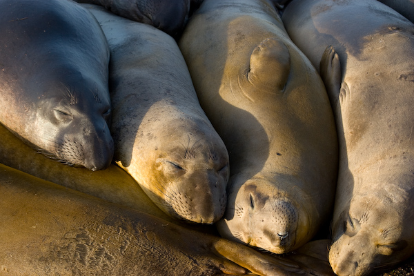 Elephant Seals