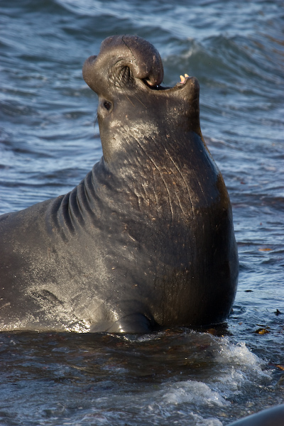 Elephant Seal