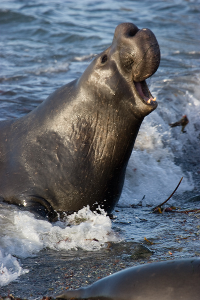 Elephant Seal