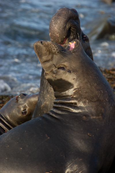 Elephant Seals