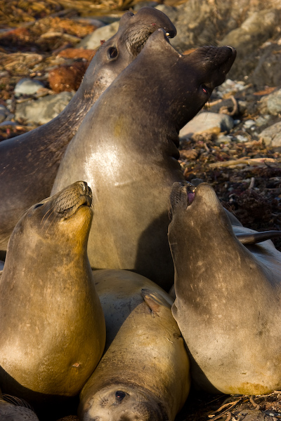 Elephant Seals