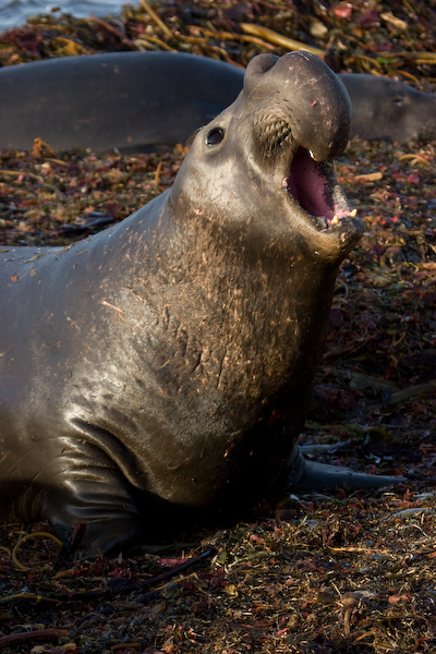 Elephant Seal