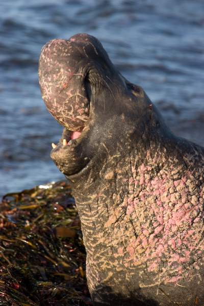 Elephant Seal