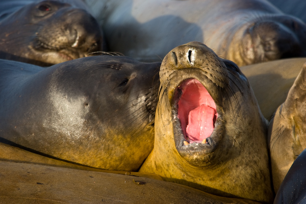 Elephant Seals