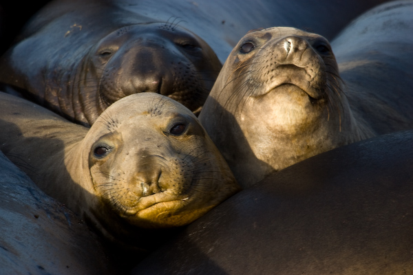 Elephant Seals